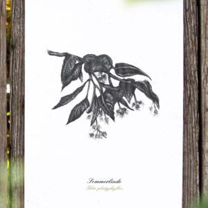 Kräuterpostkarte Sommerlinde – illustrierte Postkarte · Herbal Hunter