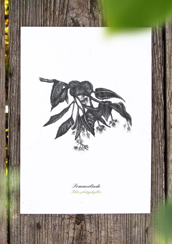 Kräuterpostkarte Sommerlinde – illustrierte Postkarte · Herbal Hunter
