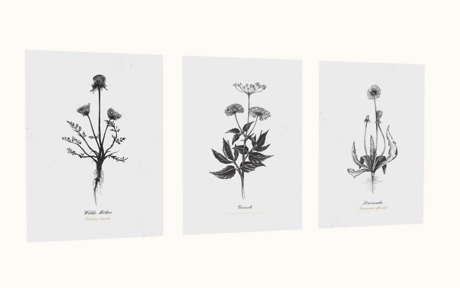 Kräuterpostkarten vom Herbal Hunter –– Kräuterpostkarten-Set essbare Wildkräuter