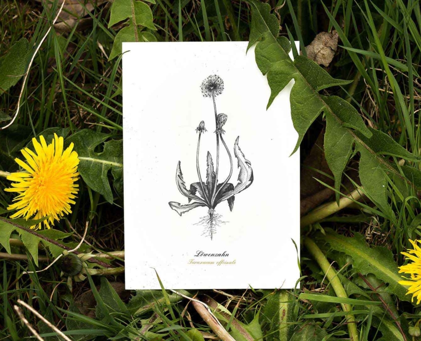 Kräuterpostkarten vom Herbal Hunter –– Sommerlinde