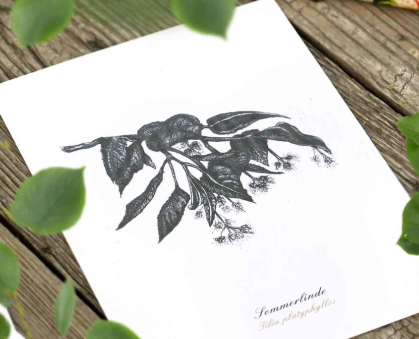 Kräuterpostkarten vom Herbal Hunter –– Sommerlinde